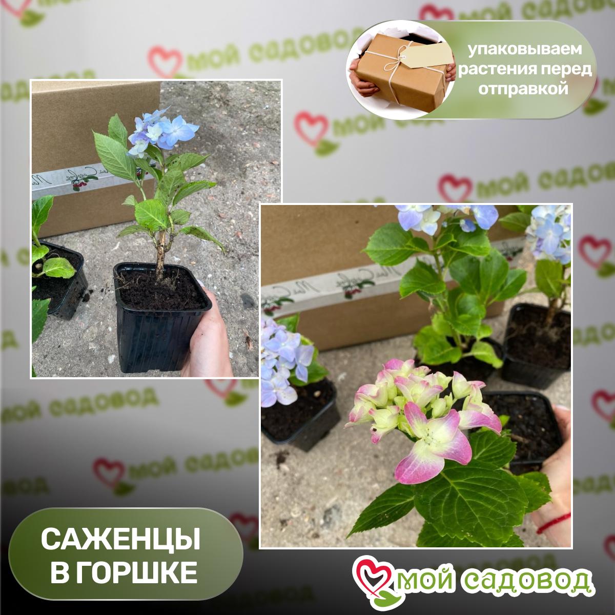 Гортензия Граффити