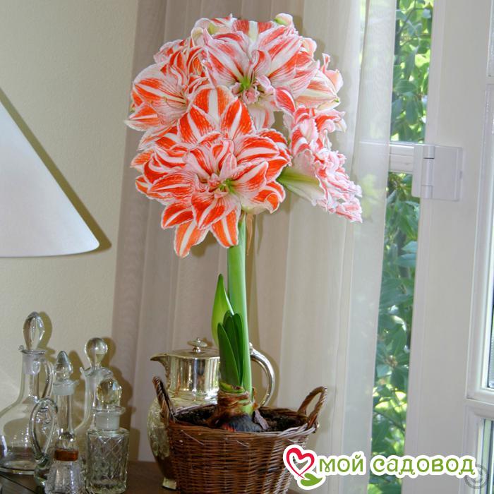 Амариллис Денсинг Квин