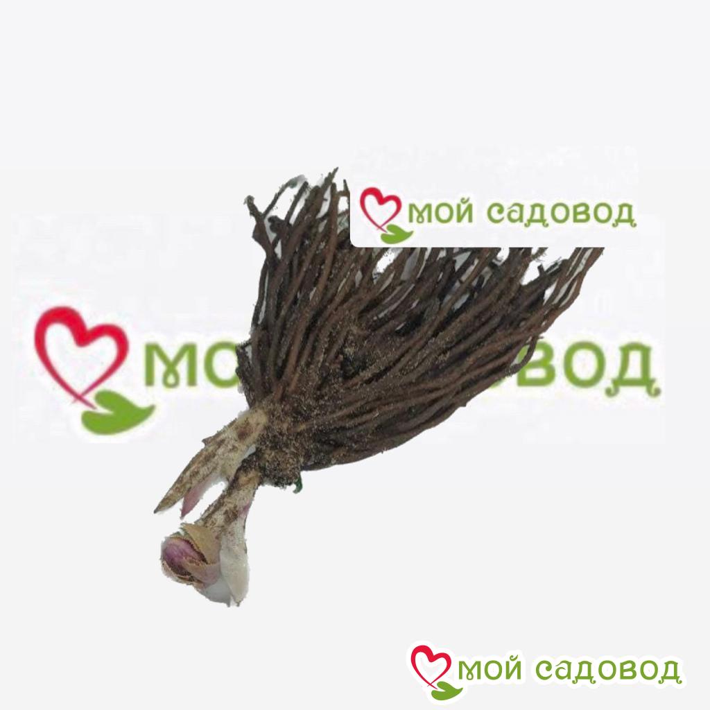 Хоста Фрости Блю