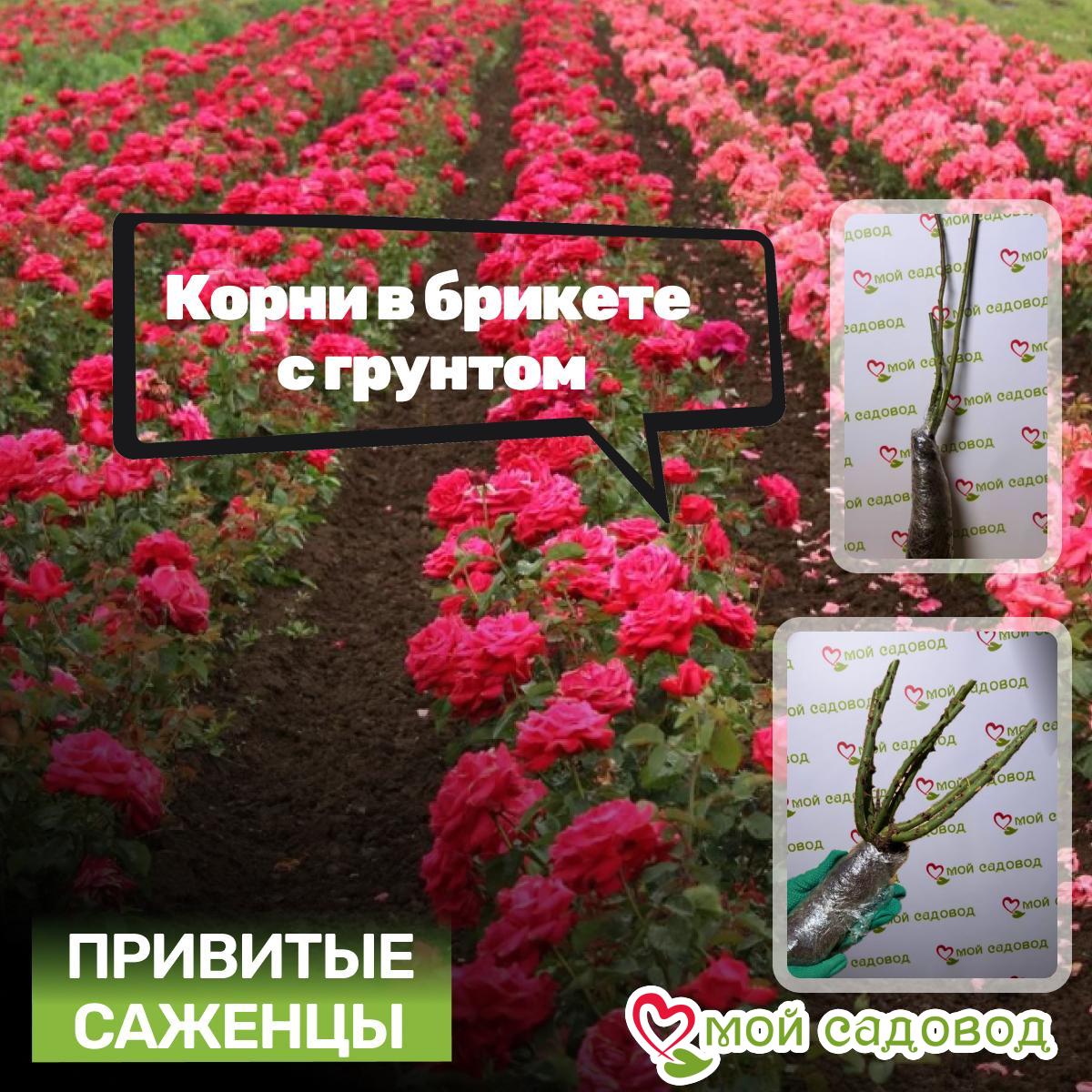 Роза Сикрет Гарден